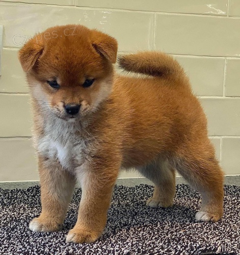 tata shiba inu