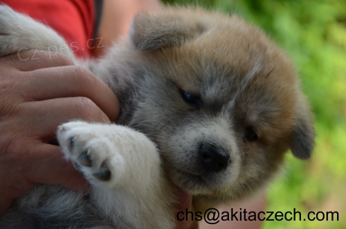 tata akita inu s PP - odbr okolo 5..7.2013