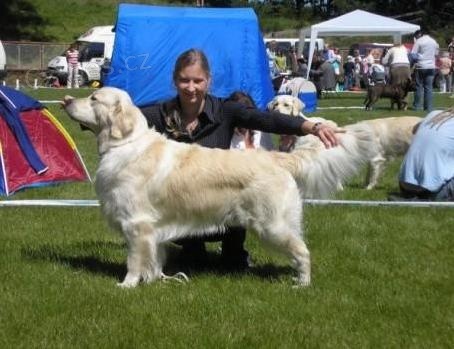 Nabzm kryt CH Casanovou Santana Golden - Golden / Zlat retriever