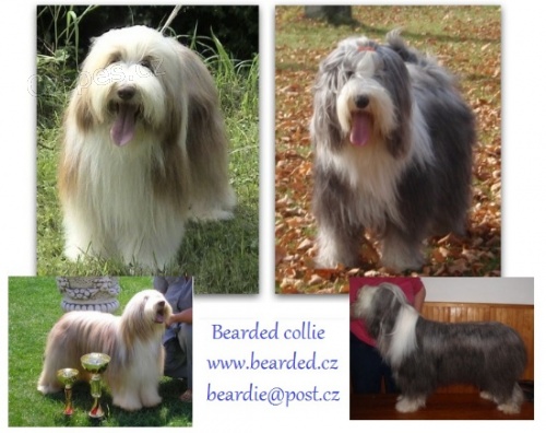 Bearded collie