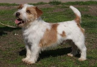 Jack russel terir - ttka s prkazem pvodu