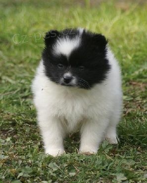 nmeck pic trpasli / mal / pomeranian