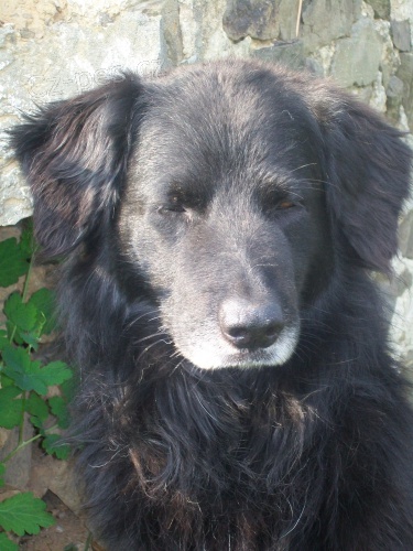 Flat Coated Retriever