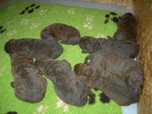 Chesapeake bay retriever