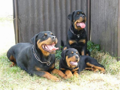 Rottweiler tata s prkazem pvodu