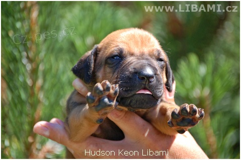 Rhodesian Ridgeback