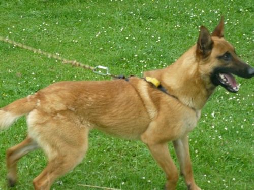 BO-malinois