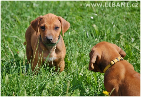 Rhodesian ridgeback