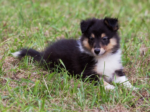 prodm tnatka sheltie