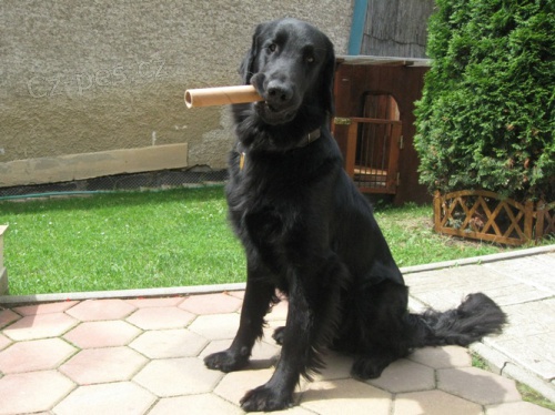 Predm istokrvnho flat-coated retrievera