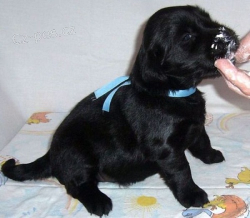 Flat coated retriever - ttka s PP 