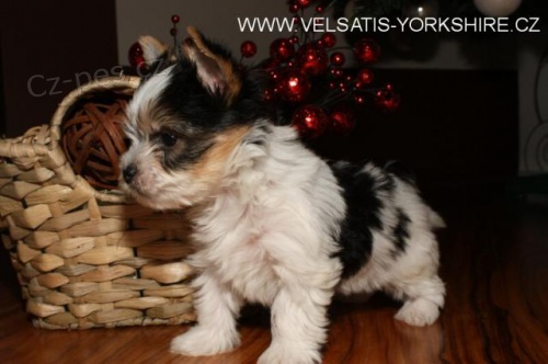 BIEWER YORKSHIRE TERRIER