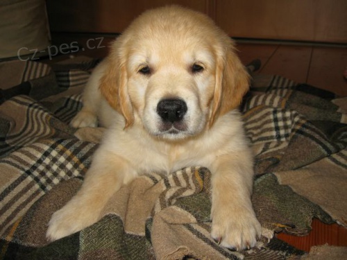 Zlat pejsek golden retrievra