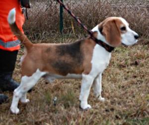 Bgl (beagle) Bony ek na novho pneka