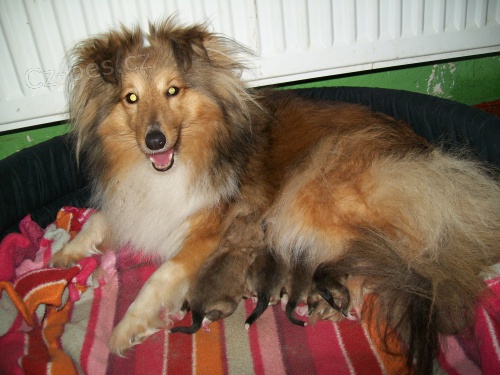 eltie/sheltie