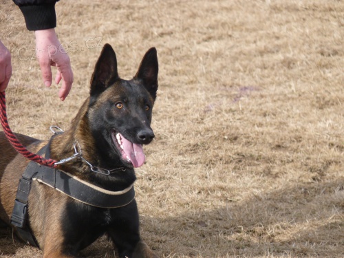 Belgick ovk malinois s PP-fenka