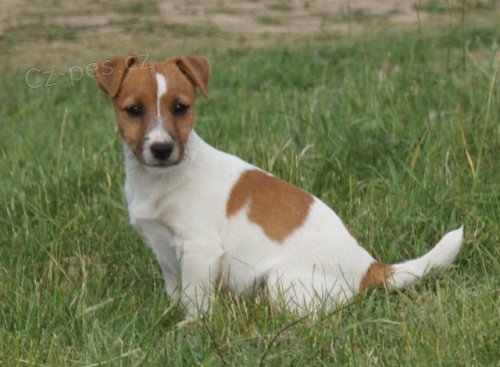 Jack Russell Terier