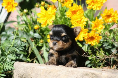 Yorkshire terrier