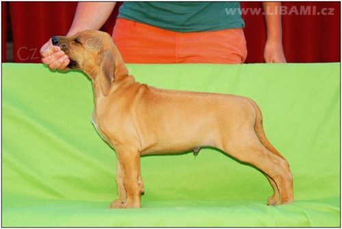 Rhodesian ridgeback