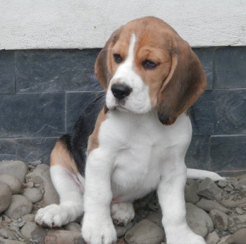 tata beagle s PP