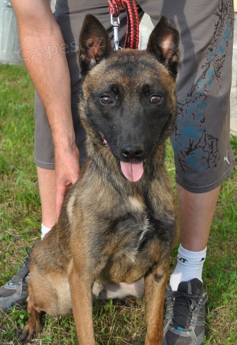 Belgick ovk Malinois 16.msc s PP