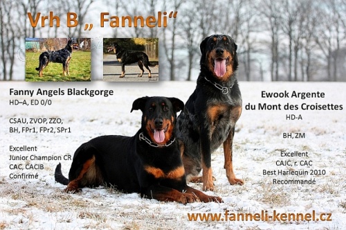 Beauceron - tata s PP