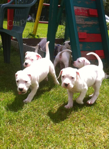 Argentinsk doga - Dogo Argentino tntka