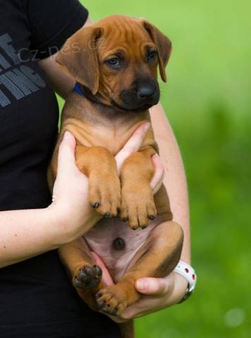 RHODSK RIDGEBACK - vymazlen ttko s PP