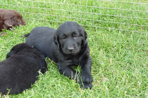 tata Flat coated retriever