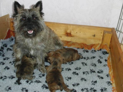 Cairn Terrier tata