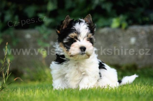 BIEWER YORKSHIRE TERRIER