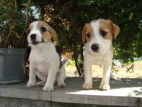 tn Jack russel terier s PP