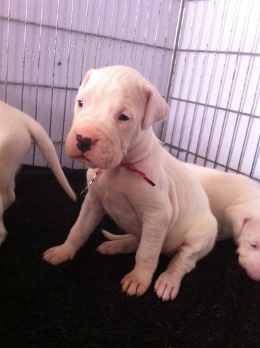 Argentinsk doga - Dogo Argentino tntka