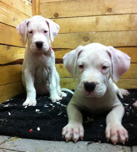 Argentinsk doga - Dogo Argentino tntka