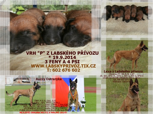 Belgick ovk malinois s PP