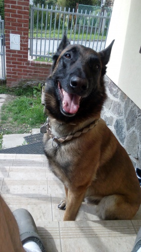 Bo Malinois