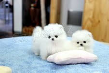 Pomeranian tn pro pijet