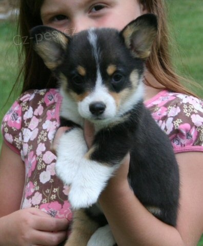 tata Pembroke Welsh Corgi