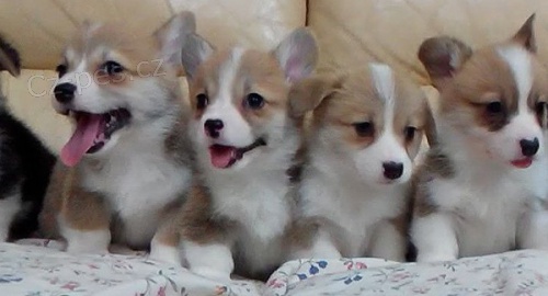 ttka velkho altu Corgi Pembroke pipravena na nov domovy