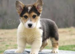 Roztomil welsh corgi pembroke tata pro nov domov