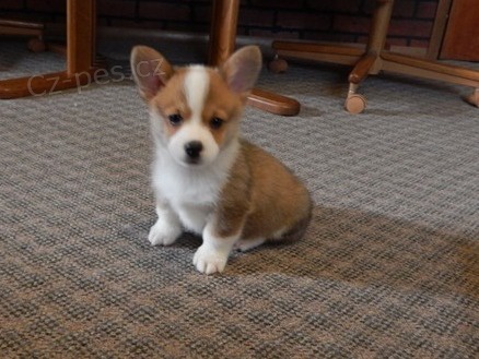 Welsh Corgi (pembroke) tata pro vs