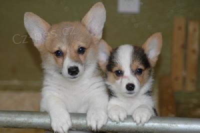 Welsh Corgi (pembroke) tata pro vs