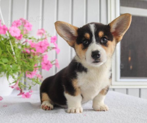 Rodina zvednut veltina Corgi (Pembroke) tata