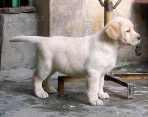 Labrador Retriever tata