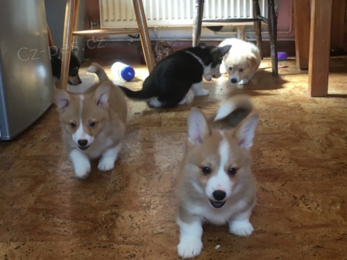 ttka PEMBROKE WELSH CORGI