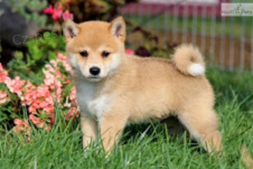 Shiba inu - pejsek