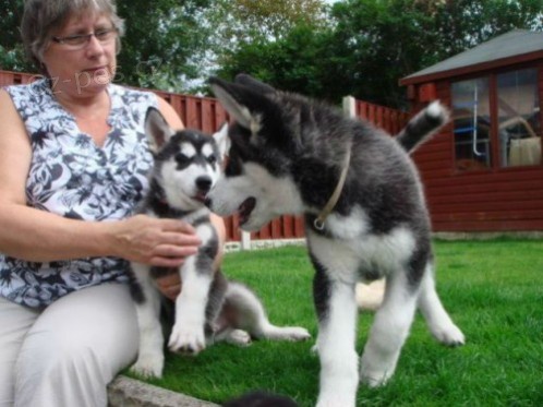 Mui a eny Sibisk husky ttka pipraveni