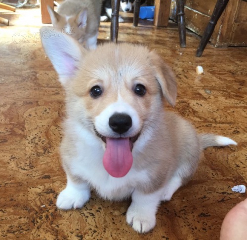 ttka Pembroke Welsh Corgi pro dobr domovy