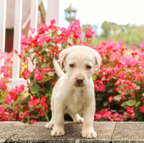 Rozkon ttka Labrador Retriever