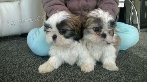 Shih-tzu s pp